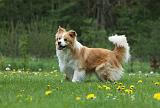 BORDER COLLIE 936